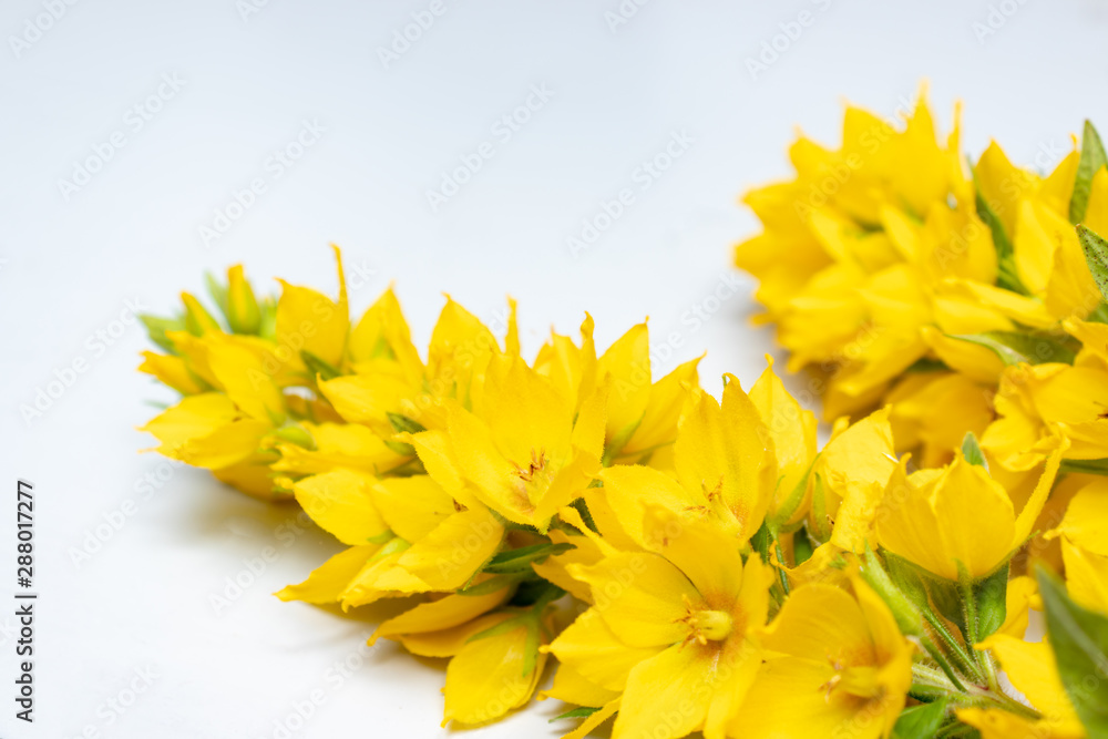 Fototapeta premium Flowers of yellow moneywort, Lysimachia nummularia close up on grey background