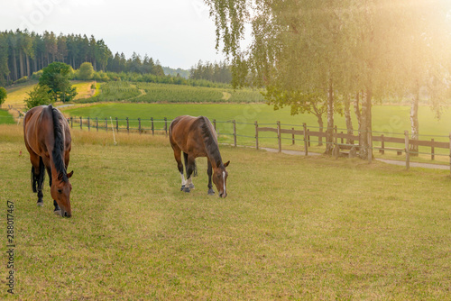 Photography Two horses, a Saxon Thuringian heavy warm blood and a Westphalian horse are standing on the grass and eating