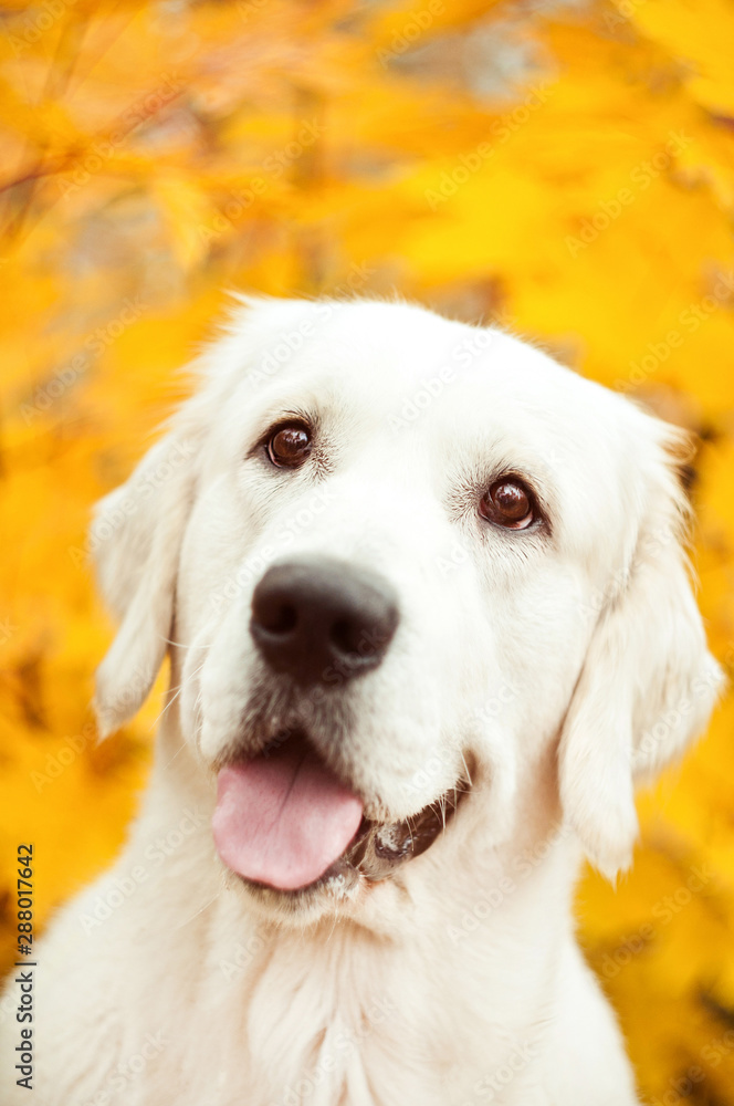 beautiful golden retriever dog in yellow autumn leaves beautiful golden retriever dog in yellow autumn leaves