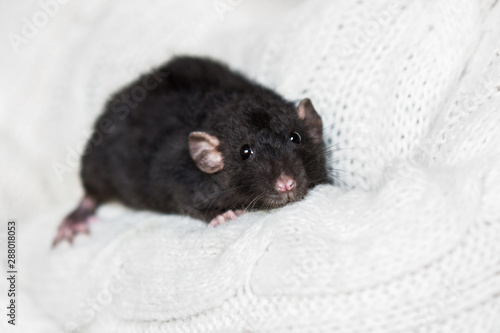 Cute dark grey fancy rat on snow white sweater