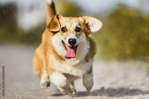 Funny face Welsh Corgi Pembroke running with tongue out