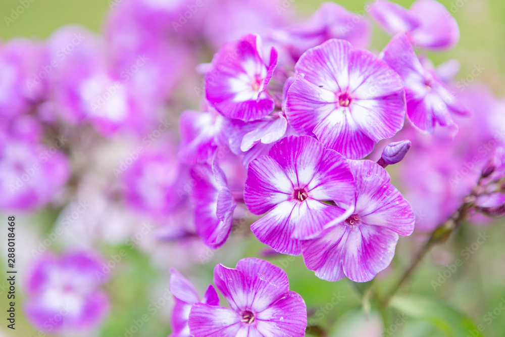 purple flowers in the garden purple flowers in the garden