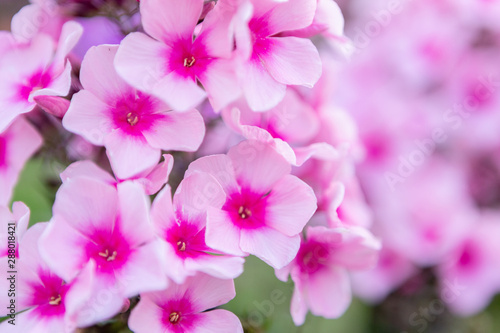 pink flowers in garden © Grebenshchikov
