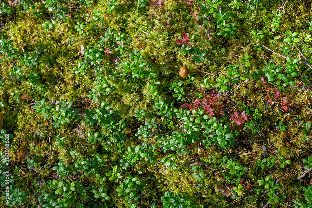Cowberry bushes in the forest Cowberry bushes in the forest