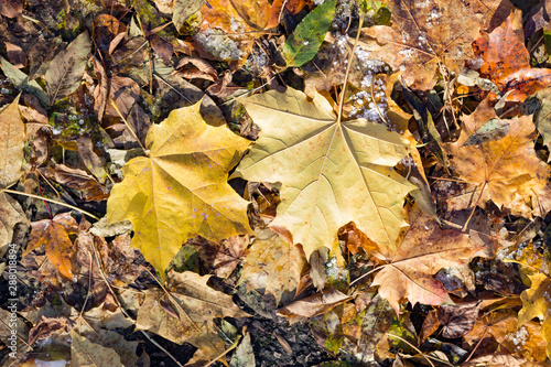 Autumn leaves and snow in the woods