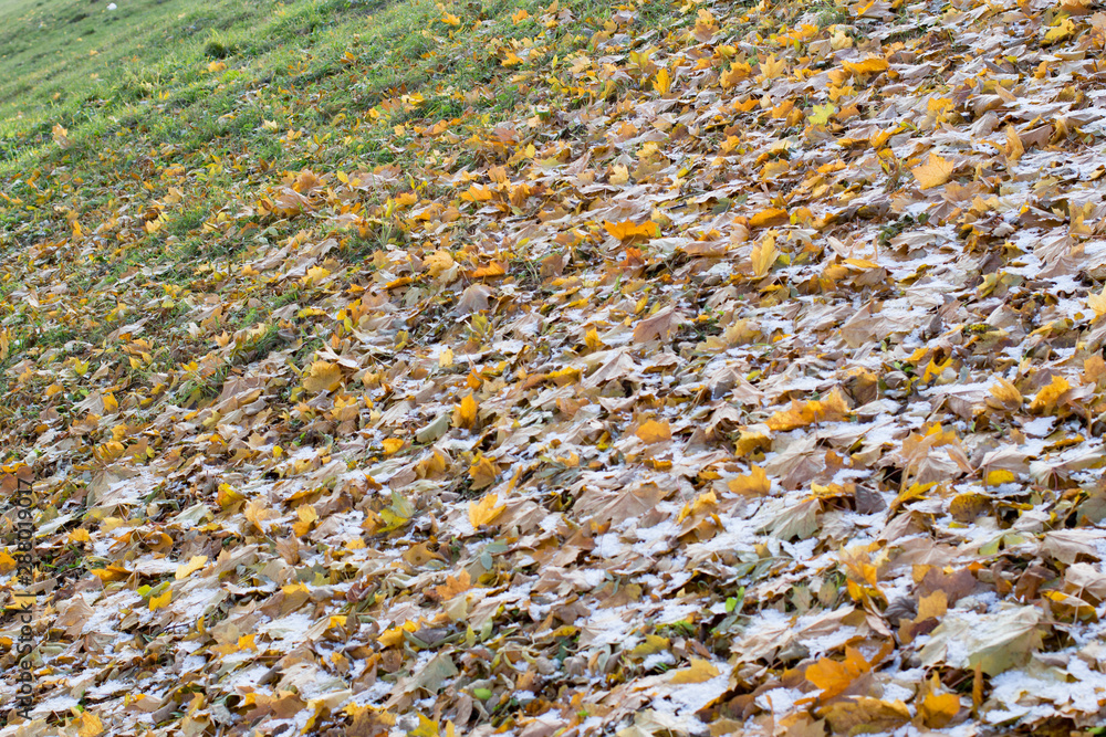 Autumn leaves and snow in the woods Autumn leaves and snow in the woods