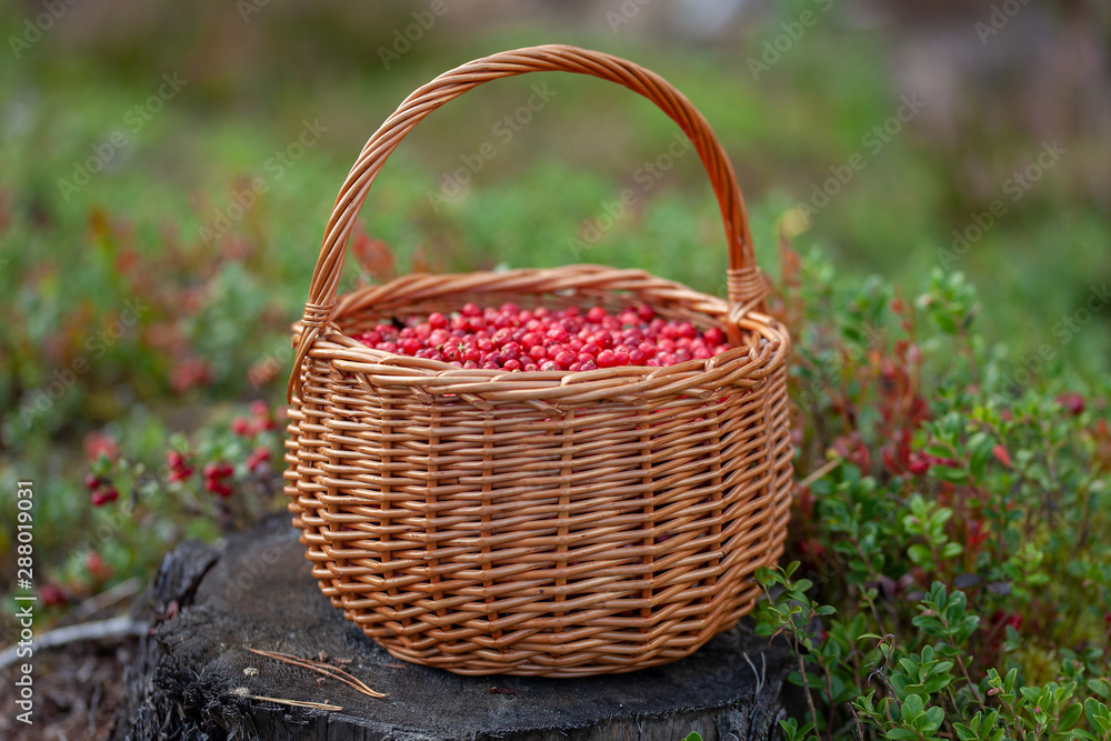 Basket of cranberries on the stump Basket of cranberries on the stump