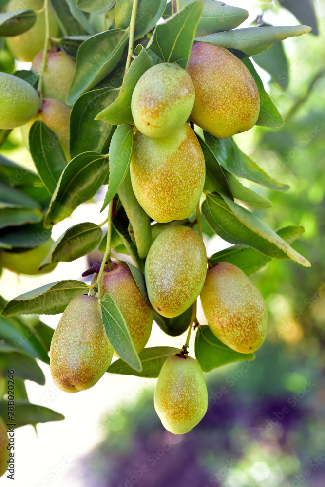 Fotografie Jujube jojoba plant tree