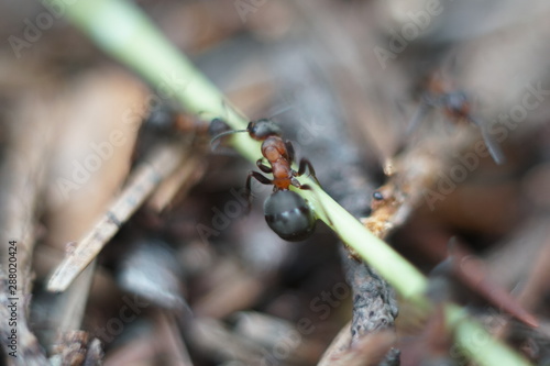 red ant family in anthill © Екатерина Ваулина