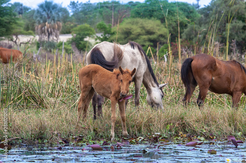 Horses in the delta