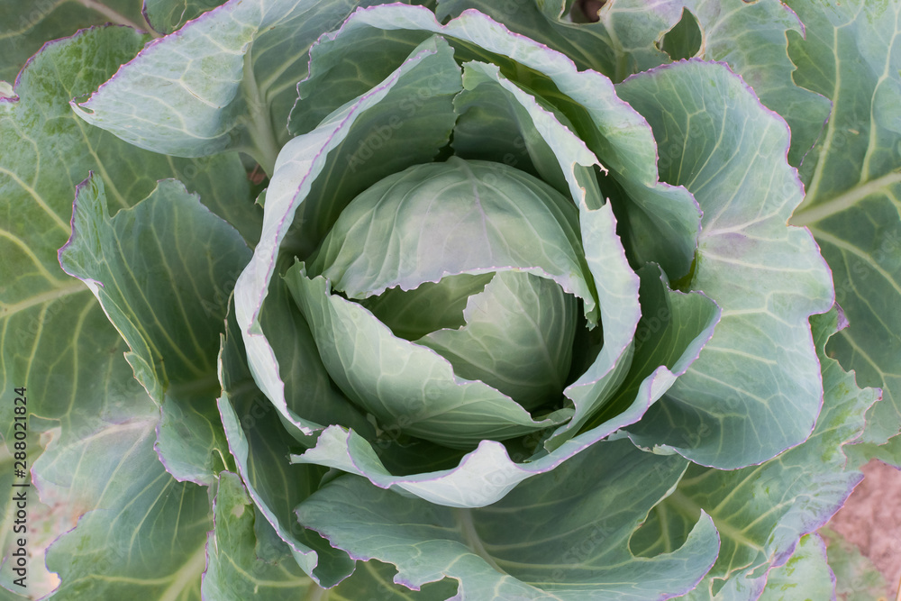 Fototapeta premium Cabbage with green leaves on the ground