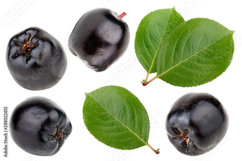 Set of aronia melanocarpa (black chokeberry) isolated on white background photo