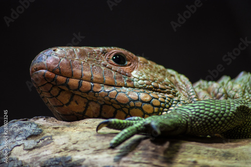 Caiman Lizard on his stand  ZSL London Zoo