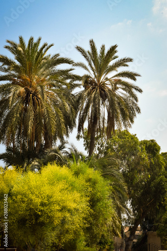 Paradise palm garden  Cyprus  Famagusta