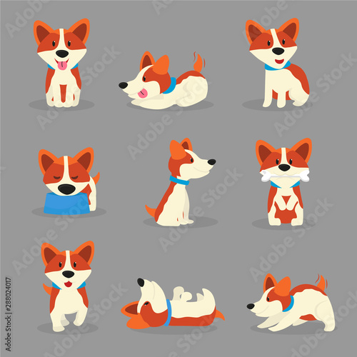 Cute corgi dogs color vector illustrations set
