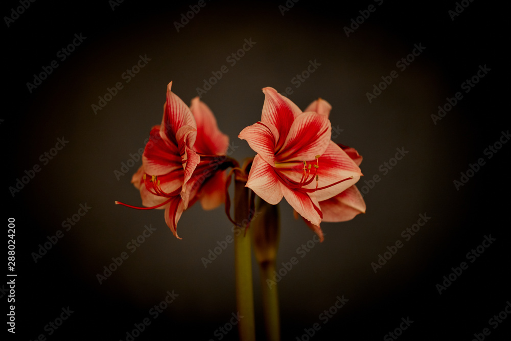 Red white Amaryllis flower on seamless wallpaper pattern Red white Amaryllis flower on seamless wallpaper pattern