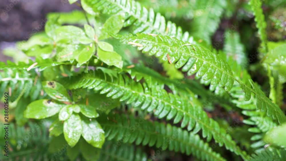 Close-up, slow motion, rain covered leaves, Meares Island, British Columbia Close-up, slow motion, rain covered leaves, Meares Island, British Columbia
