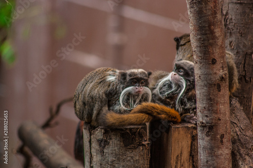 Moustached South American Emperor tamarin, ZSL London Zoo