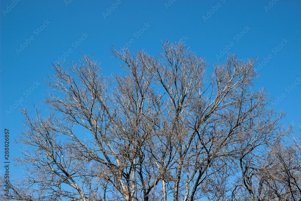 tree against blue sky