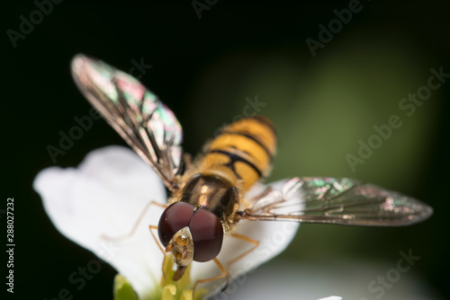 Hover fly Insect sitting on a white flower closeup of Hover fly. Blurred green Background. Macro of tiny Insect photo