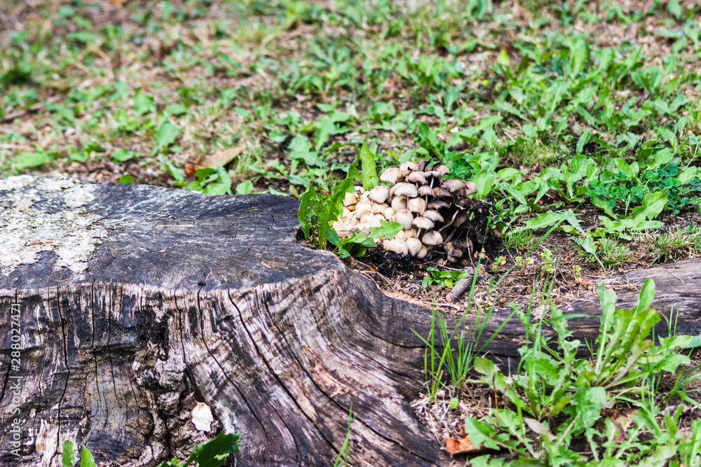 A cluster of ink cap Coprinellus mushrooms growing on a tree stump A cluster of ink cap Coprinellus mushrooms growing on a tree stump