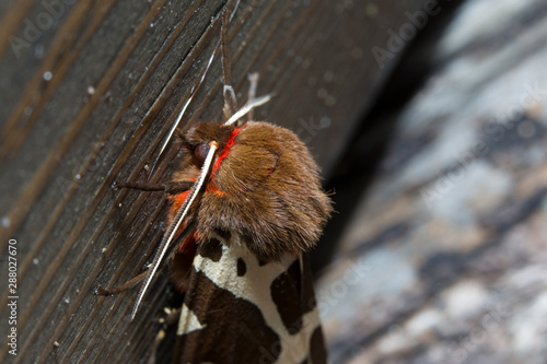 Closeup of Great Tiger Moth, Head and Wings visible photo