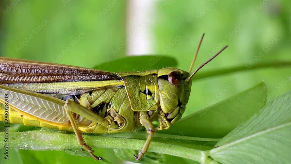 Large marsh grasshopper (Stethophyma grossum), close-up Large marsh grasshopper (Stethophyma grossum), close-up
