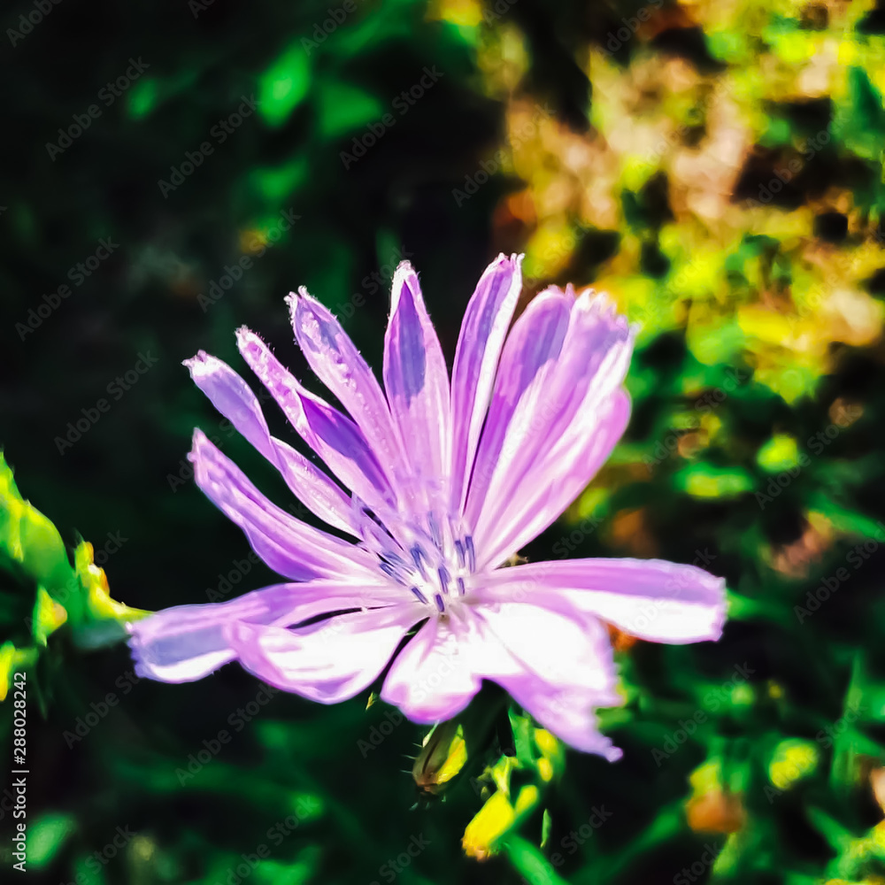 flower with drops of water flower with drops of water