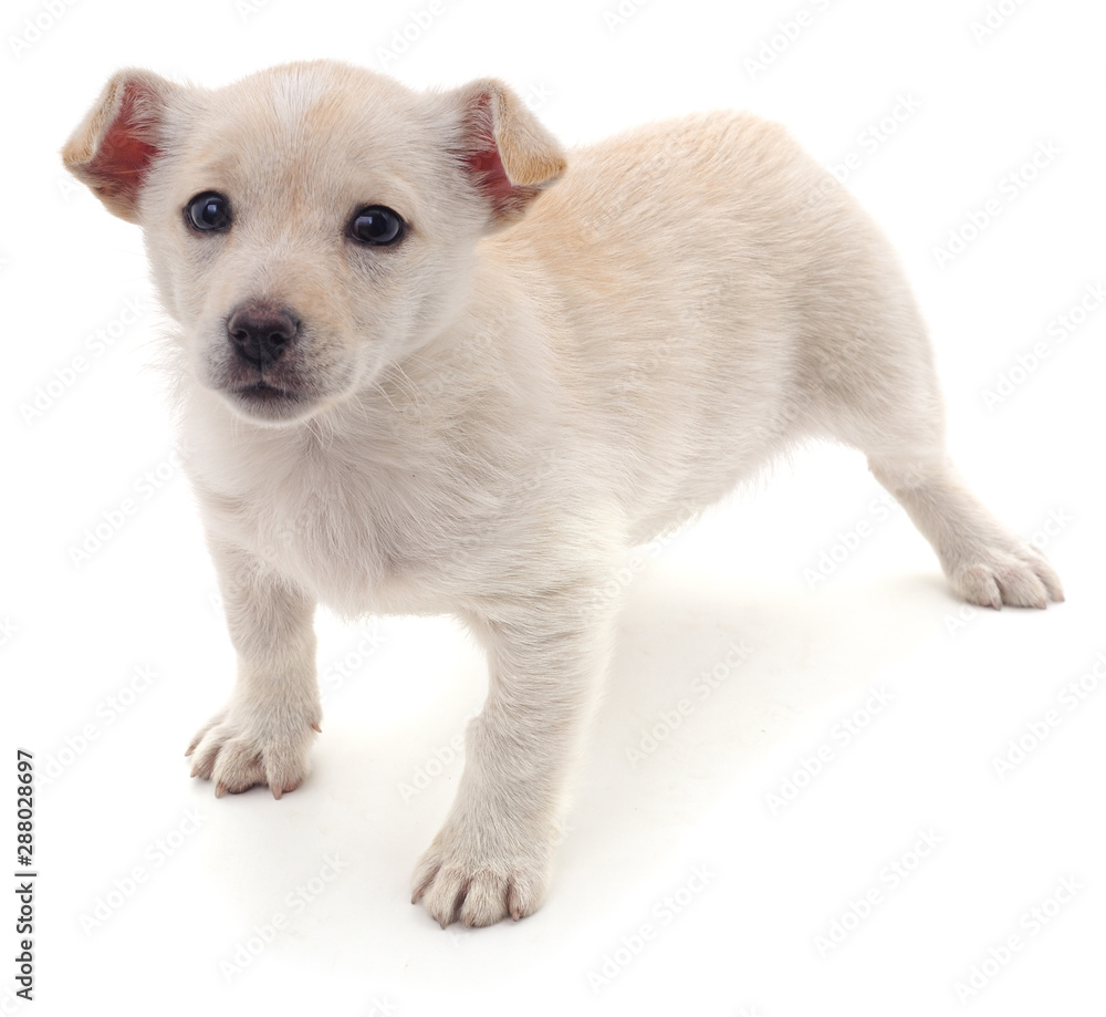 White nice puppy. White nice puppy.