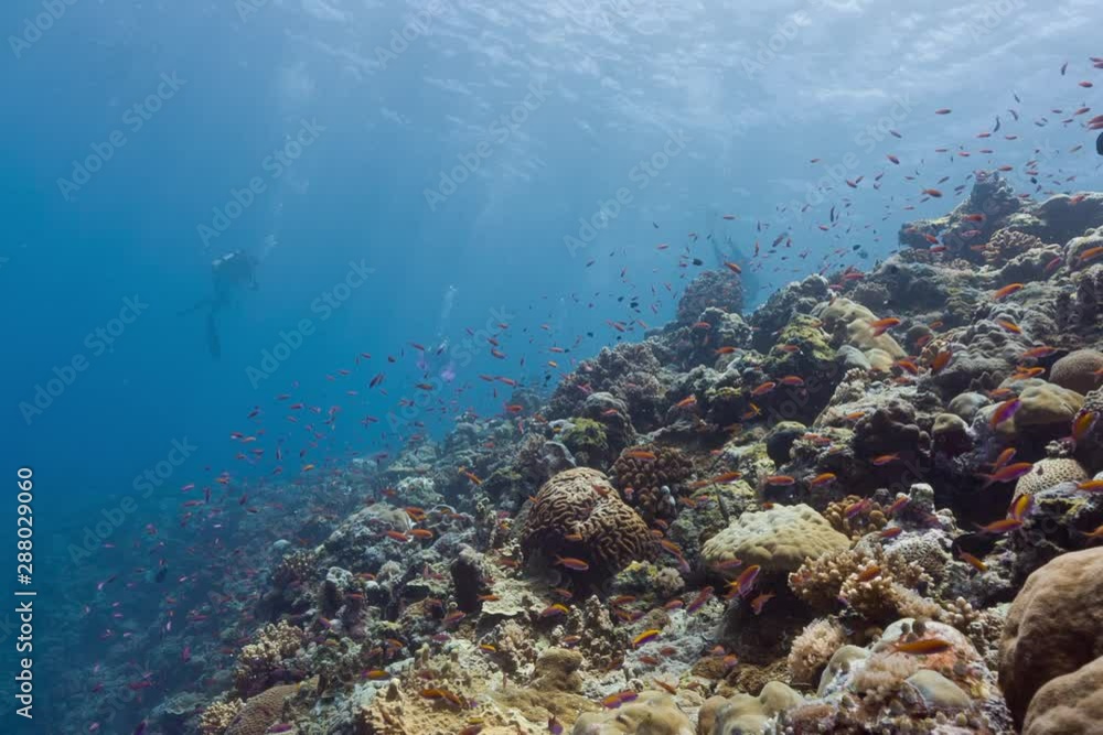 SCUBA Divers swim over colourful coral reef SCUBA Divers swim over colourful coral reef