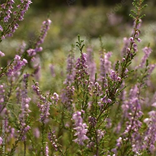 Purple flowers in the field 