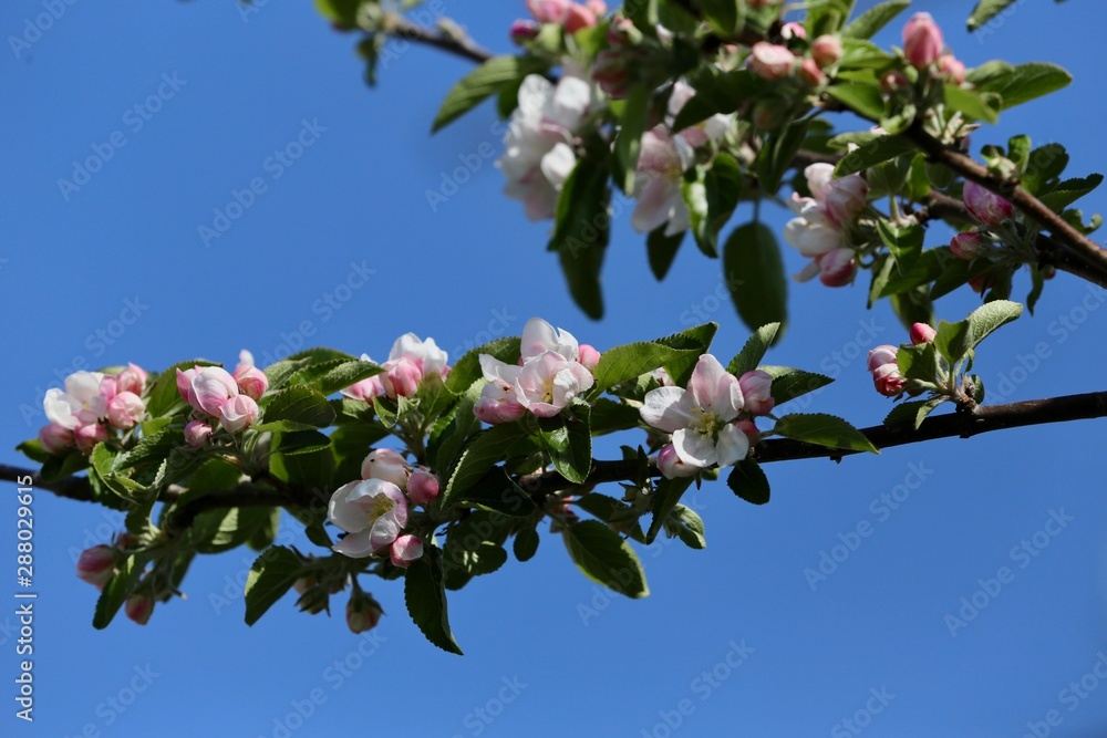 apple blossom against a blue sky