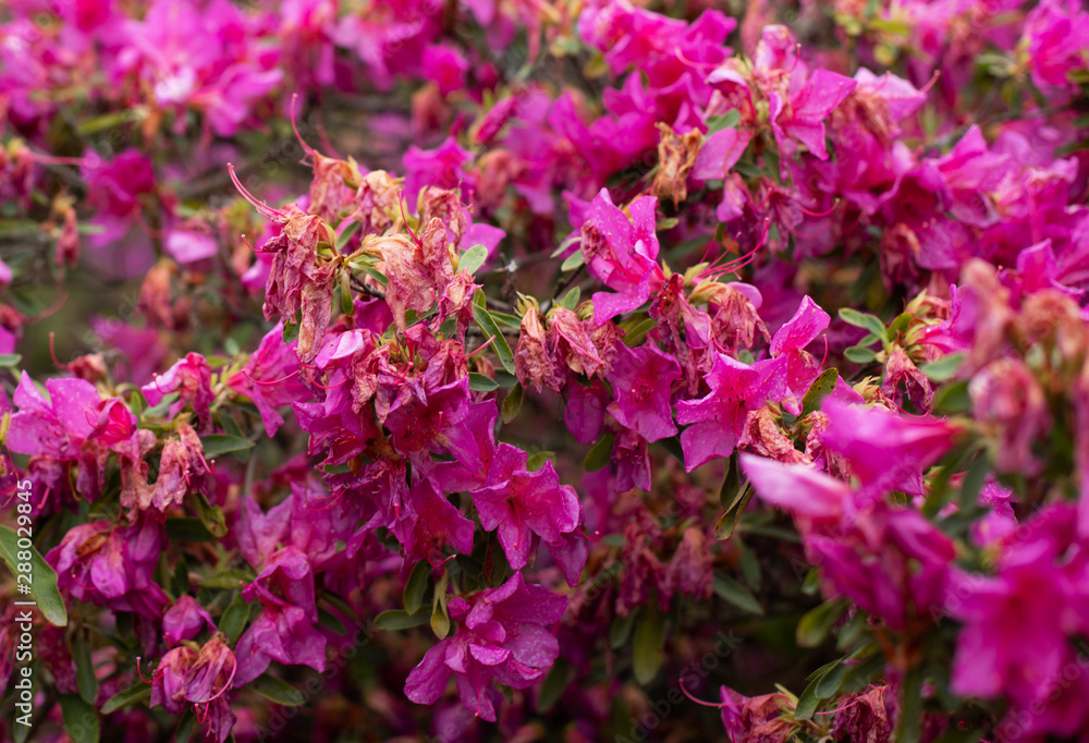 purple flowers blooming purple flowers blooming