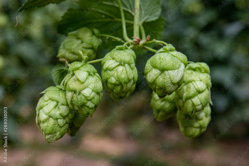 Fototapeta premium Hop cones on a bush, natural background and selective soft focus. León, northern Spain