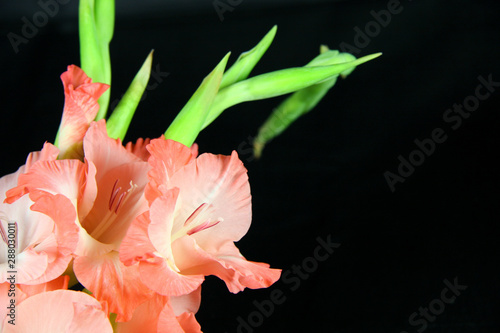 Fotografie beautiful gladioli over a black background