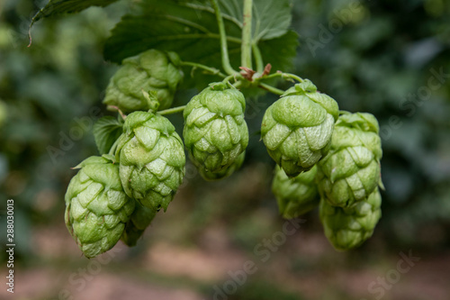 Hop cones on a bush, natural background and selective soft focus. León, northern Spain