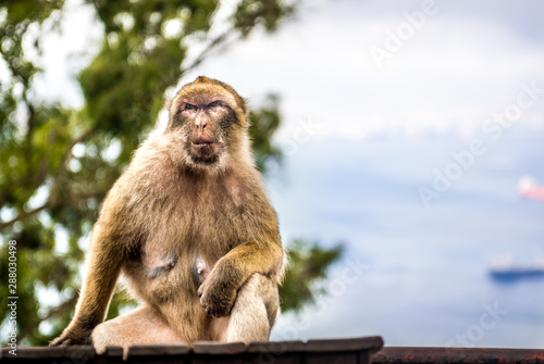 Young Barbery Ape sitting on a wall at the top of The Rock of Gibraltar