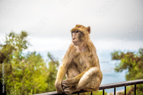 Young Barbery Ape sitting on a wall at the top of The Rock of Gibraltar