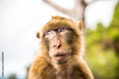 Young Barbery Ape sitting on a wall at the top of The Rock of Gibraltar