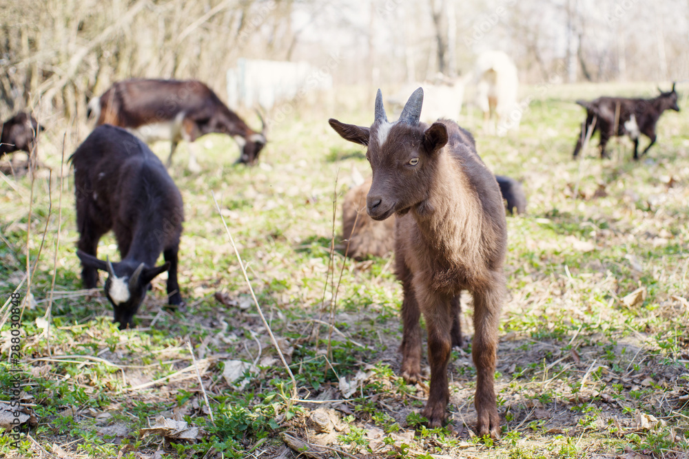 Young brown goat pasts on meadow, soft focus Young brown goat pasts on meadow, soft focus