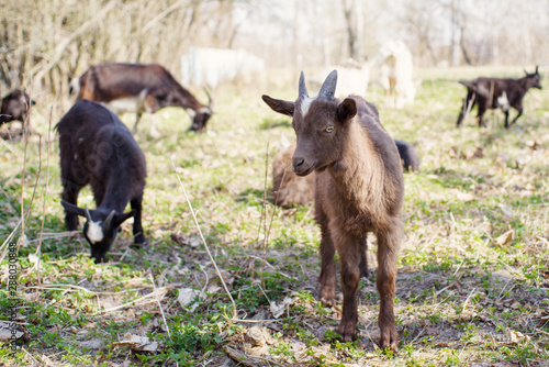 Young brown goat pasts on meadow, soft focus