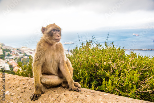 Young Barbery Ape sitting on a wall at the top of The Rock of Gibraltar