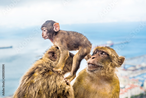 Young Barbery Ape sitting on a wall at the top of The Rock of Gibraltar