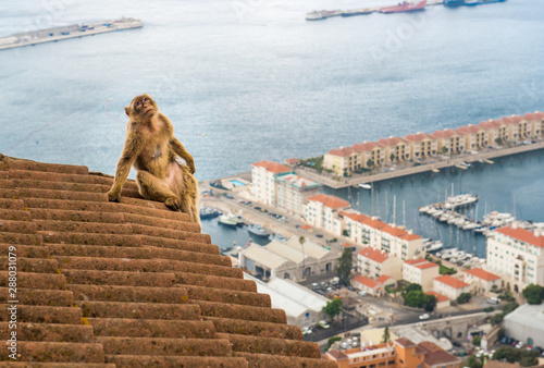 Young Barbery Ape sitting on a wall at the top of The Rock of Gibraltar
