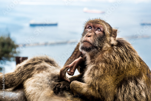 Young Barbery Ape sitting on a wall at the top of The Rock of Gibraltar