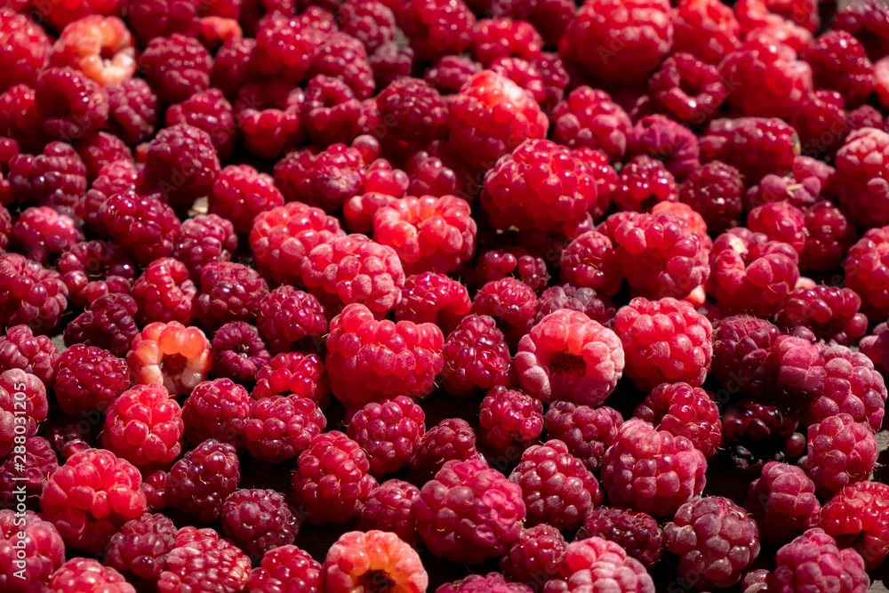 A large amount of raspberries is scattered on the table. A large amount of raspberries is scattered on the table.
