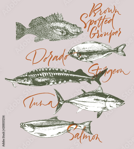Fish tuna, salmon, grouper, sturgeon, dorado