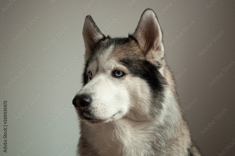 Portrait of a dog breed Siberian Husky on a light background. the dog has blue eyes and gray-white color. horizontal