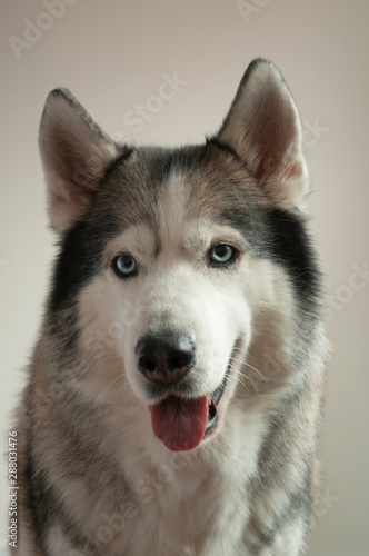 Portrait of a dog breed Siberian Husky on a light background. the dog has blue eyes and gray-white color. vertical © Maryna