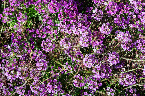 Purple sweet Alyssum in the garden, Lobularia maritima. © delobol